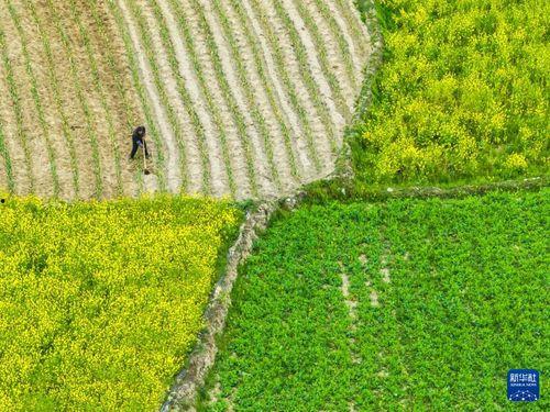 在希望的田野上,追寻乡村振兴的美丽画卷